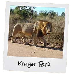 Kruger park
